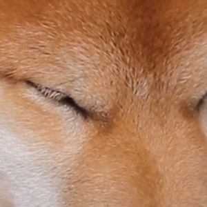 Meet your Posher, Jackson